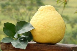 广西贺州市有哪些特产，客家盐酒鸡