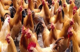 三黄鸡苗的价格是多少，三黄鸡养殖前景