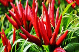 朝天椒的产地在哪里，常见朝天椒品种有哪些