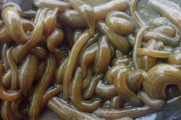 水蛭的产地在哪里，蚂蟥有哪些品种