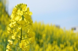 我国栽培的油菜类型分为哪三类,白菜型油菜