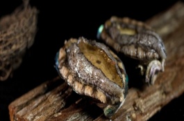 鲍鱼菇一斤多少钱，鲍鱼菇的营养价值