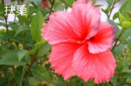 肉质中有哪些珍贵品种,北美银冠玉