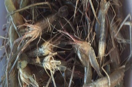 河虾好养吗，河虾很好养