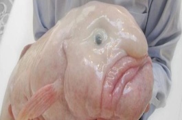 水滴鱼可以吃吗,水滴鱼吃什么食物