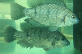 红罗非鱼产地分布在哪里,红罗非鱼产地分布在哪几个地方