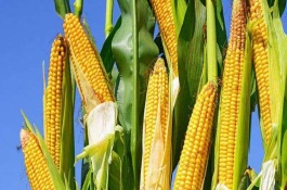 玉米除草剂对玉米有影响吗，玉米除草剂对土壤有影响吗