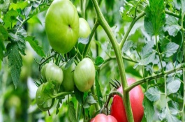 西红柿夏天高温怎么种植,种植西红柿需要什么肥料