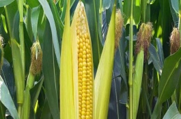 胜美999玉米品种介绍