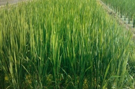 常见的可食用淡水螺品种大盘点,常见食用淡水螺品种