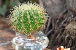 什么土养仙人球好