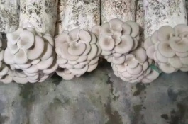 一斤黄金蘑菇多少钱，黄金菇的营养价值