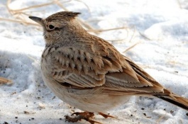 山斑鱼一斤多少钱，山斑鱼市场前景