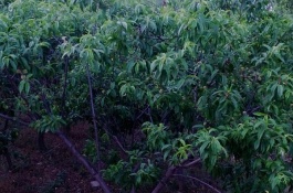 早丰王桃树品种介绍,早丰王桃营养价值