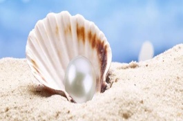 珍珠贝有哪些品种,供您恩珍珠贝