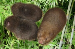 一棵铃兰苗多少钱,铃兰花苗的养殖方法