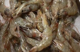 海虾可以生吃吗，海虾不建议生吃
