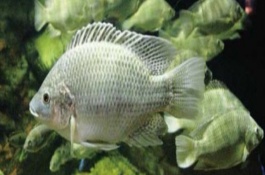 路亚太阳鱼的产地在哪里，有哪些太阳鱼品种