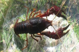 一亩小龙虾一年赚多少钱,一亩小龙虾一年赚多少