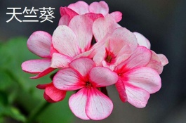 茄子花老了怎么办，茄子保花的措施
