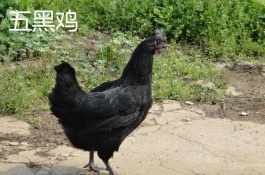 中国四大乌鸡品种有哪些,余干乌黑鸡