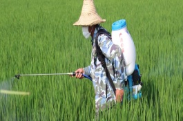 稻曲病防治的最佳时期是什么时候,稻曲病是什么原因引起的