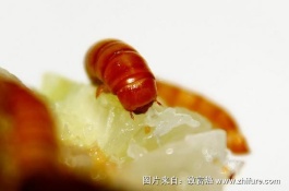 一斤黄粉虫多少钱，黄粉虫养殖前景分析