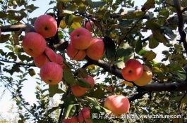 苹果品种介绍最小