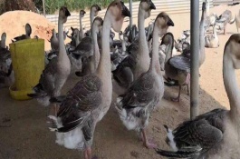 狮头鹅一斤多少钱,狮头鹅养殖前景分析