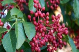 花椒树是一种不易管理的经济作物，什么肥料比较合适