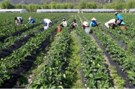 一株巧克力布丁果树苗多少钱，巧克力布丁果种植赚钱吗