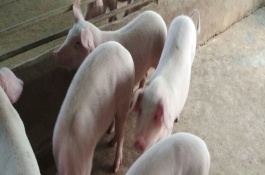 太湖猪的养殖方法有哪些,一条龙饲养法