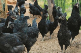 乌骨鸡一斤多少钱，为何乌骨鸡养殖的人少