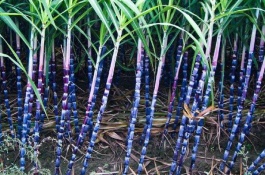 菠萝的主要产地在哪里,菠萝有哪些品种