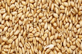 辛硫磷拌小麦种比例是，辛硫磷拌小麦种子可以存放多久