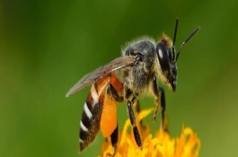 蜜蜂虾的产地在哪里，蜜蜂虾有哪些种类