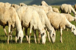 鸭苗怎样养殖,先饮水后开食