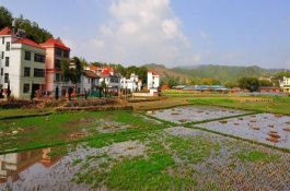 黑龙江双鸭山有哪些特产，双鸭山蕨菜