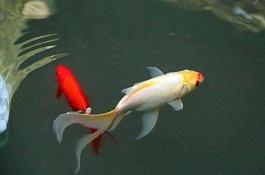 锦鲤的产地在哪里,哪几种锦鲤受欢迎