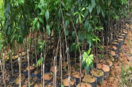 一棵垂柳苗多少钱，垂柳树苗多少钱一棵