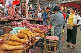 莲藕苗一斤多少钱，莲藕的选购方法