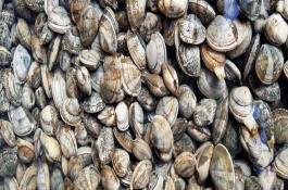 青岛有哪些特产