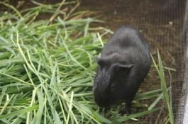 黑豚鼠的价格是多少,现在黑豚鼠还可以人工养殖吗