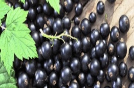 黑龙江地区有哪些特色水果树和特产坚果，盛产什么水果