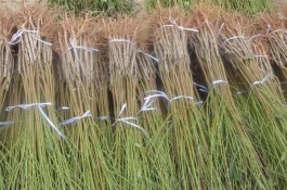 一株雪桃苗多少钱，雪桃的种植前景怎样