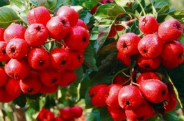 樱桃的主要产地在哪里,樱桃优质品种有哪些