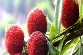 杨梅可以和什么树进行嫁接，杨梅可以嫁接野生杨梅