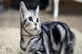 猫能活多少年，猫能活多少年