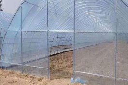 简易养鹅大棚建设方法，简易养鹅大棚养殖弊端