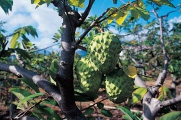 山东平度有哪些特产,大泽山葡萄